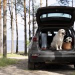 cute-dog-car-trunk
